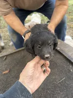 Badger, a female Miniature Aussiedoodle for sale in Christopher, IL – 2 of 10