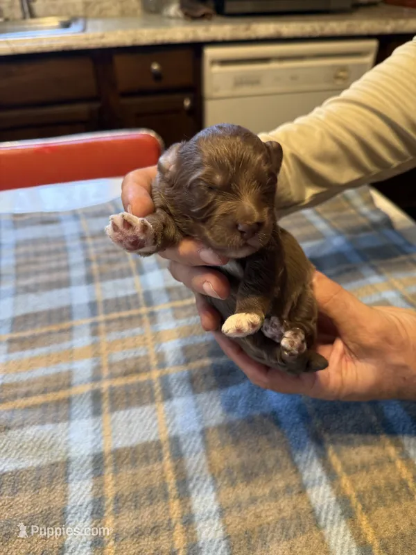 Mocha – Miniature Aussiedoodle puppy for sale in Christopher, IL
