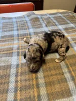 Merle, a female Miniature Aussiedoodle for sale in Christopher, IL – 4 of 7