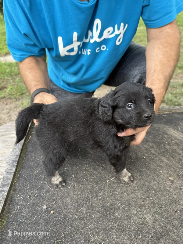 Pink collar – Miniature Aussiedoodle puppy for sale in Christopher, IL