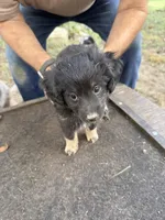 Badger, a female Miniature Aussiedoodle for sale in Christopher, IL – 1 of 10
