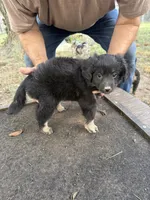 Darlin, a female Miniature Aussiedoodle for sale in Christopher, IL – 2 of 9