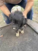Darlin, a female Miniature Aussiedoodle for sale in Christopher, IL – 6 of 9