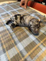 Merle, a female Miniature Aussiedoodle for sale in Christopher, IL – 7 of 7