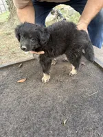 Darlin, a female Miniature Aussiedoodle for sale in Christopher, IL – 7 of 9