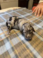 Merle, a female Miniature Aussiedoodle for sale in Christopher, IL – 6 of 7