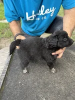 Pink collar, a female Miniature Aussiedoodle for sale in Christopher, IL – 9 of 9