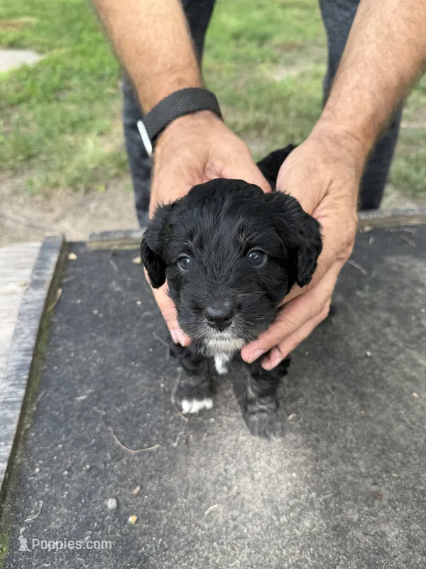 Badger – Miniature Aussiedoodle puppy for sale in Christopher, IL