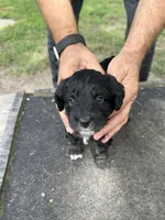 Badger, a female Miniature Aussiedoodle for sale in Christopher, IL – 1 of 9