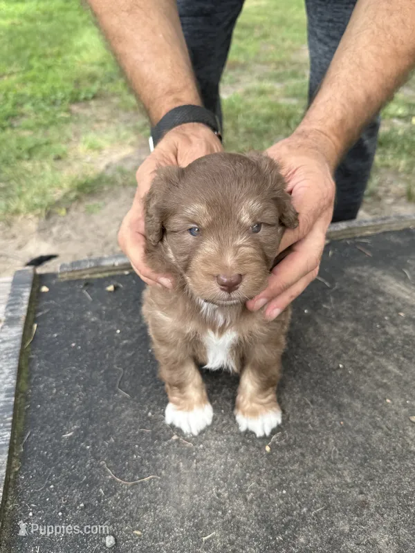 Mocha – Miniature Aussiedoodle puppy for sale in Christopher, IL