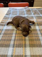 Mocha, a male Miniature Aussiedoodle for sale in Christopher, IL – 7 of 7