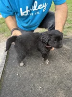 Pink collar, a female Miniature Aussiedoodle for sale in Christopher, IL – 2 of 9