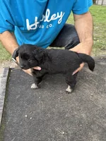 Pink collar, a female Miniature Aussiedoodle for sale in Christopher, IL – 4 of 9