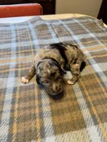 Merle, a female Miniature Aussiedoodle for sale in Christopher, IL – 3 of 7