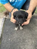 Pink collar, a female Miniature Aussiedoodle for sale in Christopher, IL – 3 of 9