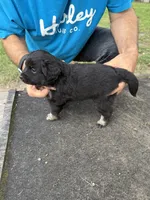Pink collar, a female Miniature Aussiedoodle for sale in Christopher, IL – 6 of 9