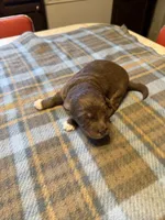 Mocha, a male Miniature Aussiedoodle for sale in Christopher, IL – 3 of 7