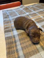 Mocha, a male Miniature Aussiedoodle for sale in Christopher, IL – 2 of 7