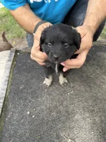 Pink collar, a female Miniature Aussiedoodle for sale in Christopher, IL – 7 of 9