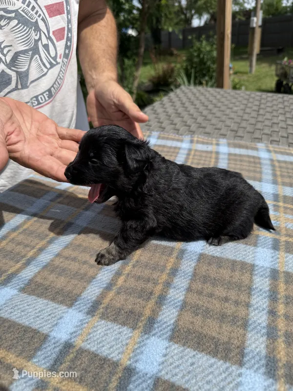 Onyx – Miniature Aussiedoodle puppy for sale in Christopher, IL