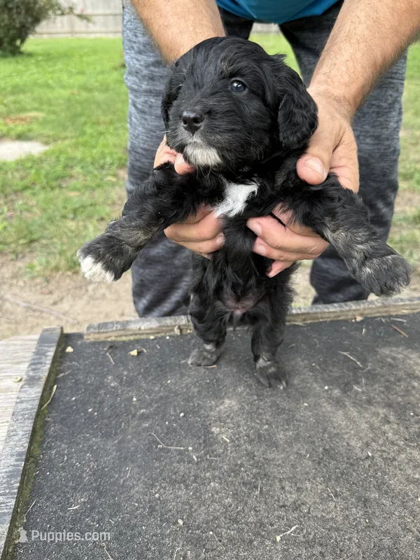 Onyx – Miniature Aussiedoodle puppy for sale in Christopher, IL