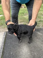 Badger, a female Miniature Aussiedoodle for sale in Christopher, IL – 5 of 9