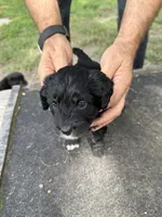 Badger, a female Miniature Aussiedoodle for sale in Christopher, IL – 7 of 9