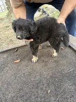 Badger, a female Miniature Aussiedoodle for sale in Christopher, IL – 6 of 10