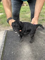 Badger, a female Miniature Aussiedoodle for sale in Christopher, IL – 9 of 9