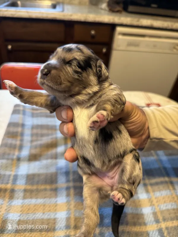 Merle – Miniature Aussiedoodle puppy for sale in Christopher, IL
