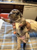 Merle, a female Miniature Aussiedoodle for sale in Christopher, IL – 1 of 7