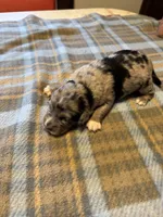 Merle, a female Miniature Aussiedoodle for sale in Christopher, IL – 2 of 7