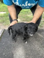 Badger, a female Miniature Aussiedoodle for sale in Christopher, IL – 3 of 9