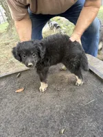 Badger, a female Miniature Aussiedoodle for sale in Christopher, IL – 3 of 10