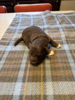 Mocha, a male Miniature Aussiedoodle for sale in Christopher, IL – 4 of 7