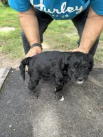 Badger, a female Miniature Aussiedoodle for sale in Christopher, IL – 8 of 9