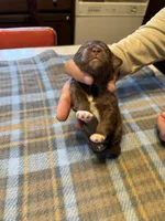 Mocha, a male Miniature Aussiedoodle for sale in Christopher, IL – 5 of 7