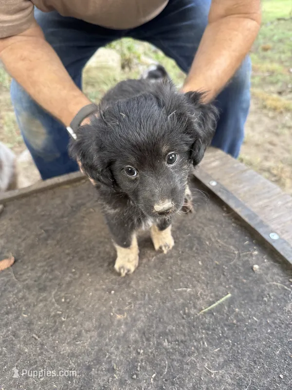 Darlin – Miniature Aussiedoodle puppy for sale in Christopher, IL