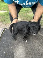 Badger, a female Miniature Aussiedoodle for sale in Christopher, IL – 2 of 9