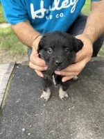 Pink collar, a female Miniature Aussiedoodle for sale in Christopher, IL – 5 of 9