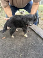 Badger, a female Miniature Aussiedoodle for sale in Christopher, IL – 9 of 10