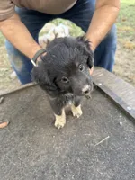Darlin, a female Miniature Aussiedoodle for sale in Christopher, IL – 8 of 9