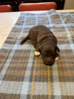 Mocha, a male Miniature Aussiedoodle for sale in Christopher, IL – 6 of 7