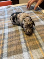 Merle, a female Miniature Aussiedoodle for sale in Christopher, IL – 5 of 7