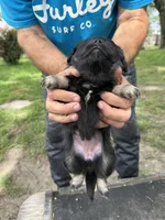 Pink collar, a female Miniature Aussiedoodle for sale in Christopher, IL – 8 of 9