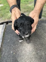 Badger, a female Miniature Aussiedoodle for sale in Christopher, IL – 4 of 9