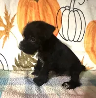 Jett, a male Miniature Schnauzer for sale in Laurel, MS – 4 of 7