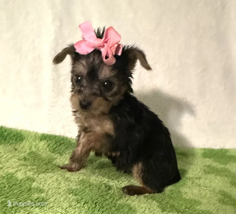 Sadie  – Yorkshire Terrier puppy for sale in Laurel, MS