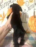 Jett, a male Miniature Schnauzer for sale in Laurel, MS – 3 of 7