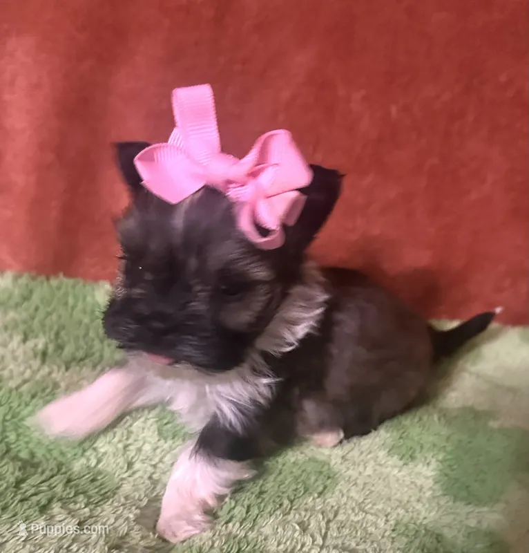 Tippy  – Yorkshire Terrier puppy for sale in Laurel, MS